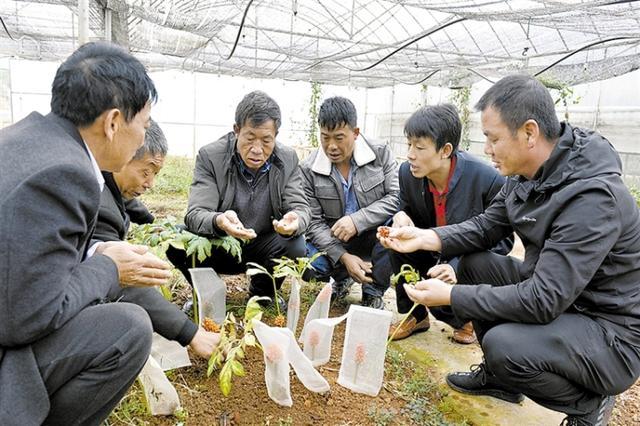 鸭脖官网